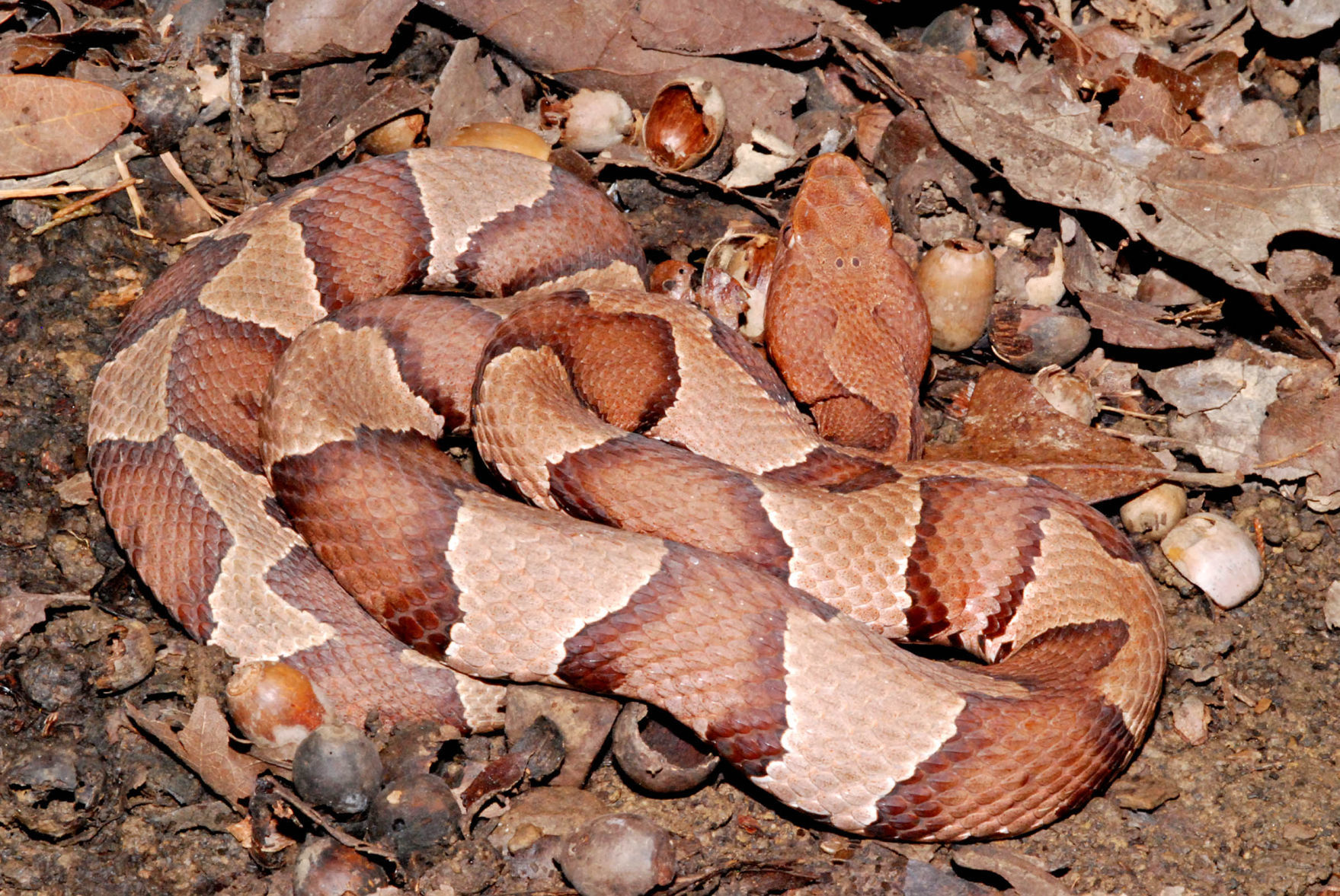 venomous snakes copperhead